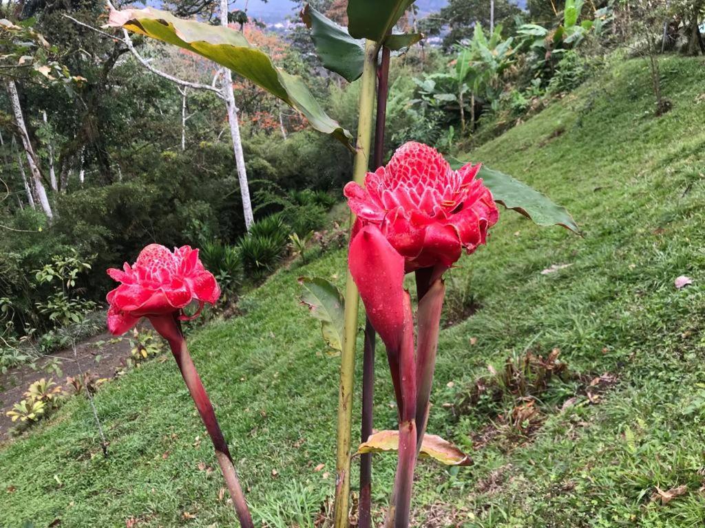 Hotel Green Mountain Turrialba Extérieur photo