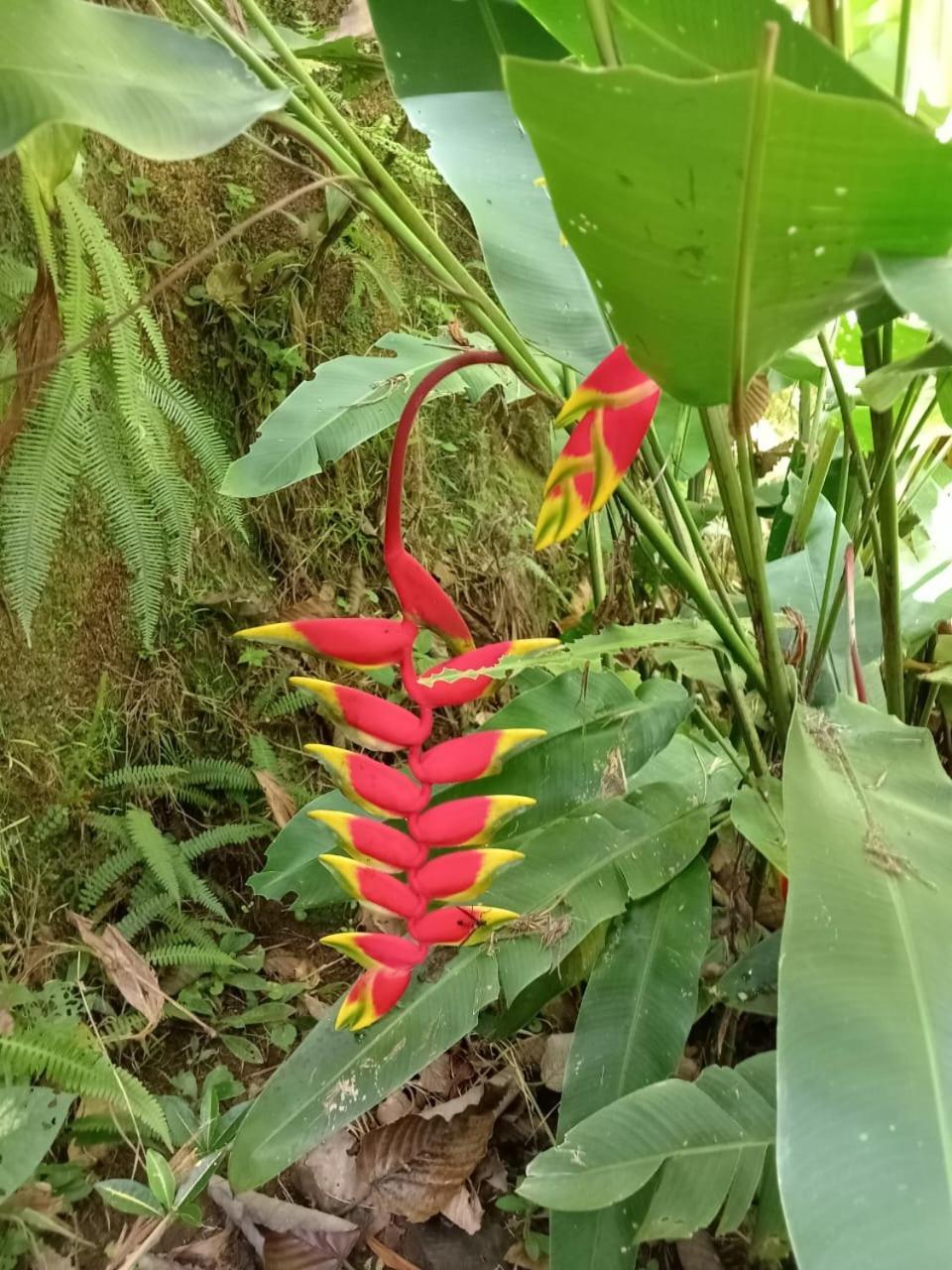 Hotel Green Mountain Turrialba Extérieur photo